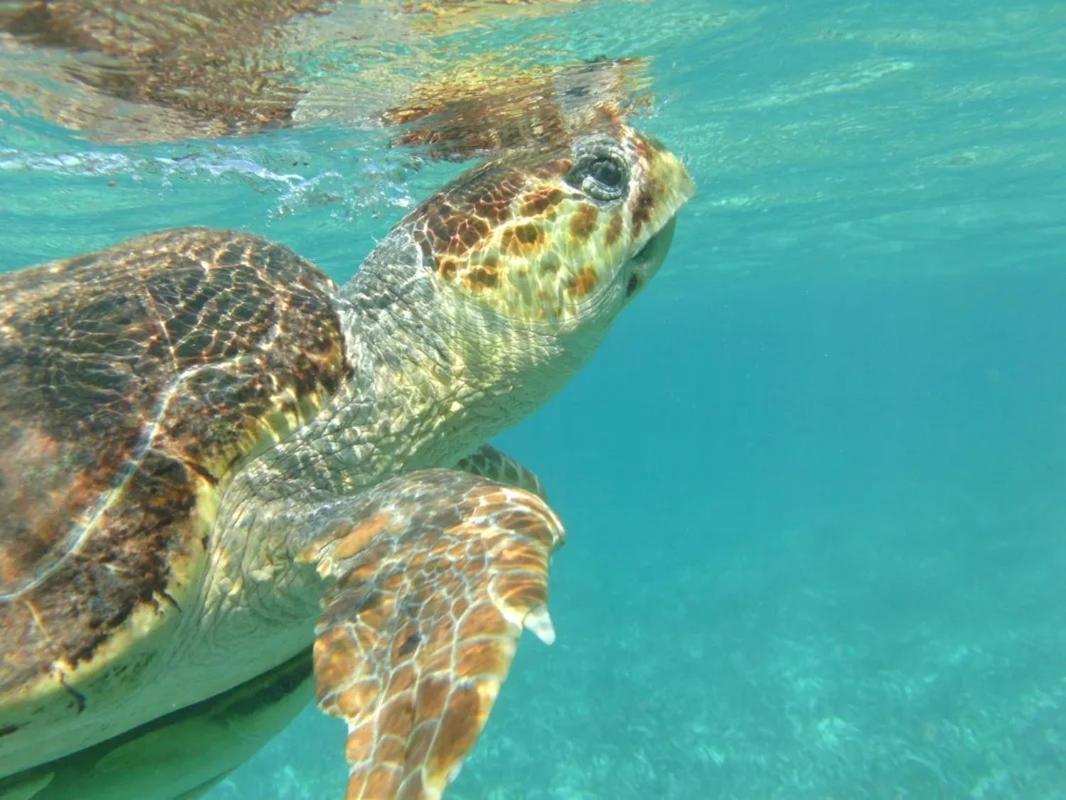 Tropical Paradise كاي كولكر المظهر الخارجي الصورة